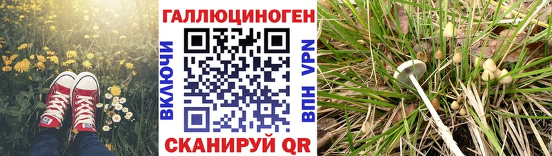 Псилоцибиновые грибы Psilocybe  блэк спрут вход  Старый Оскол 